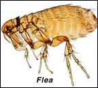 flea control