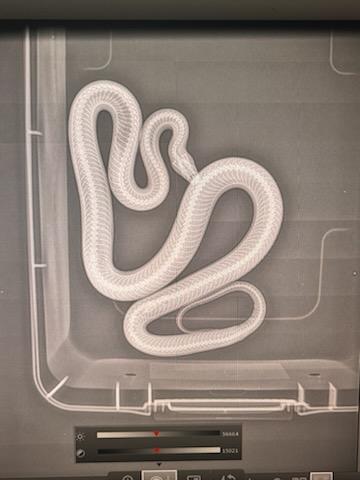 snake in xray